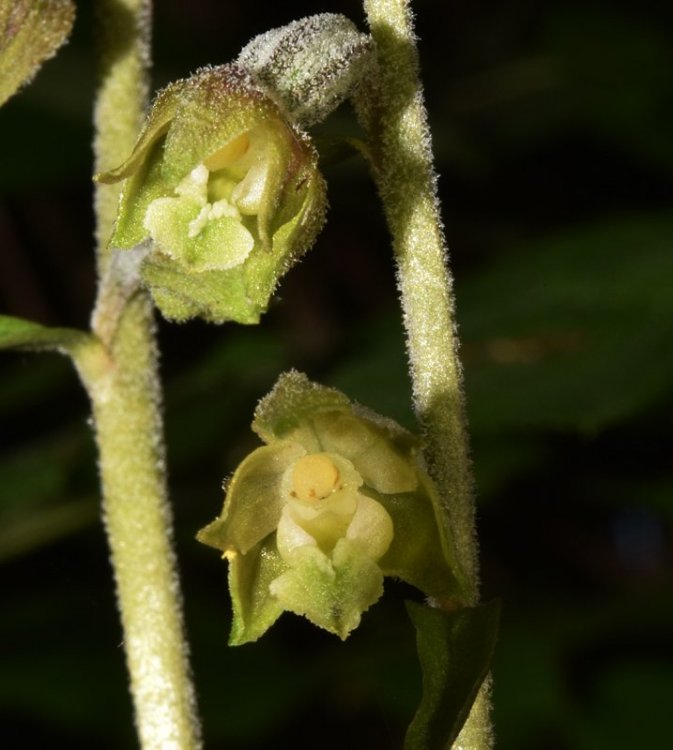 Epipactis microphylla (Ehrh.) Sw. 1800. 5.jpg