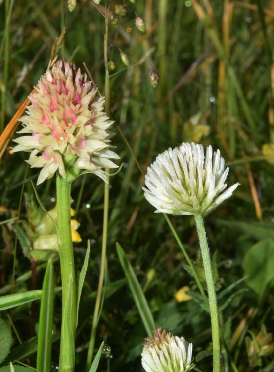 Nigritella rhellicani Tepner & E. Klein 1990. 8.jpg