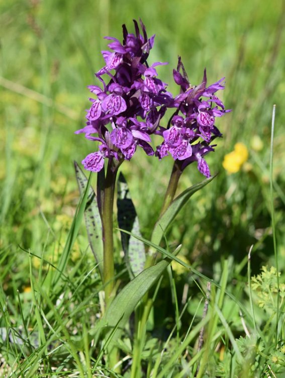 Dactylorhiza majalis subsp. majalis (Rchb.) P.F.Hunt & Summerh. 1965. 1.jpg