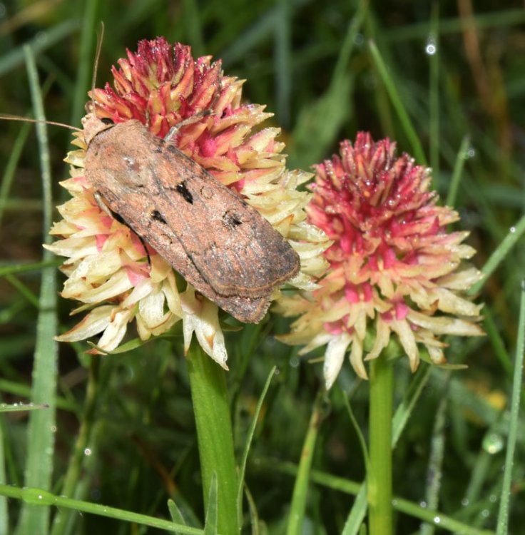 Nigritella rhellicani Tepner & E. Klein 1990. 18.jpg