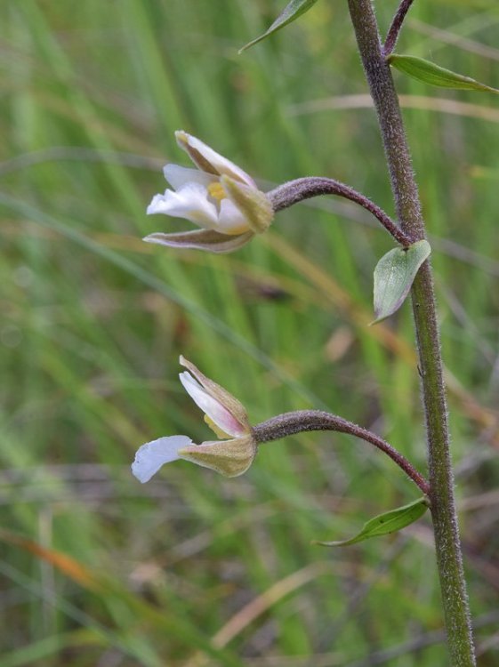 Epipactis palustris (L.) Crantz 1769. 4.jpg