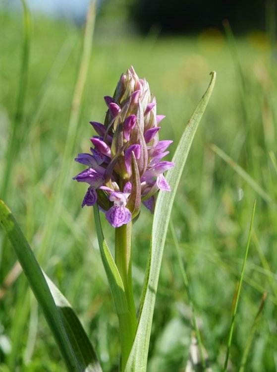 Dactylorhiza incarnata subsp. incarnata (L.) Soò. 7.jpg