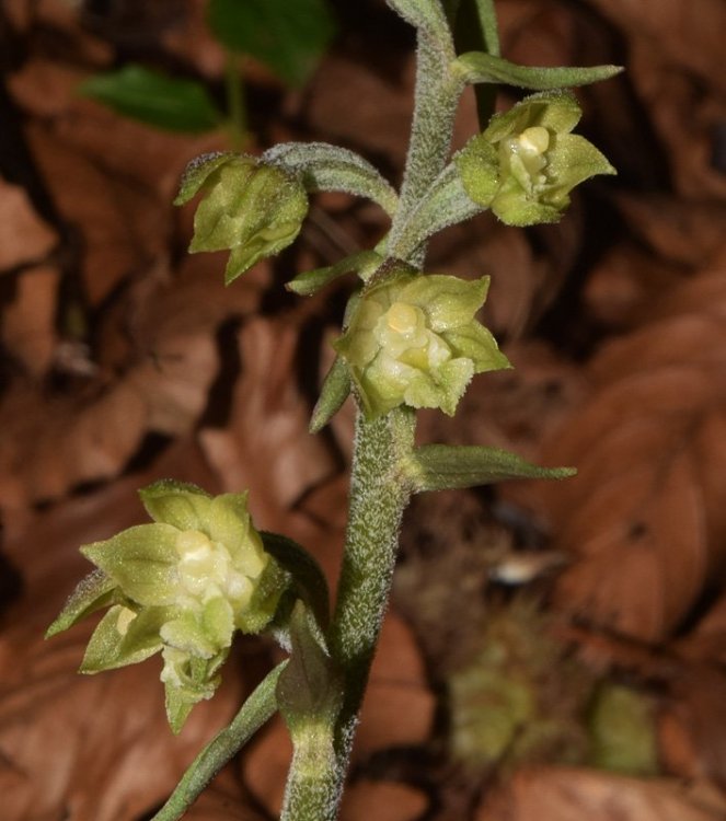 Epipactis microphylla (Ehrh.) Sw. 1800. 9.jpg