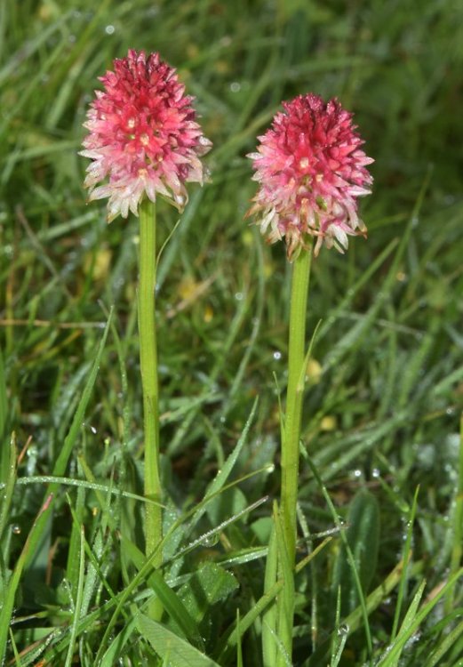 Nigritella rhellicani Tepner & E. Klein 1990. 5.jpg