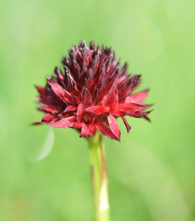 Nigritella nigra subsp. austriaca. 10.jpg