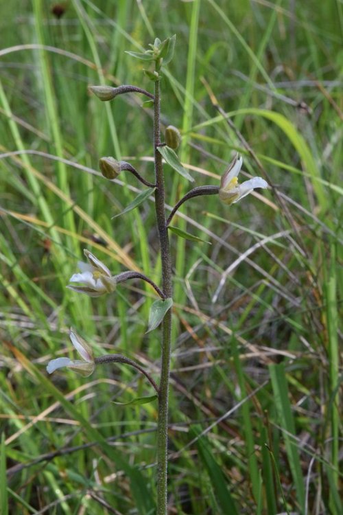 Epipactis palustris (L.) Crantz 1769. 3.jpg