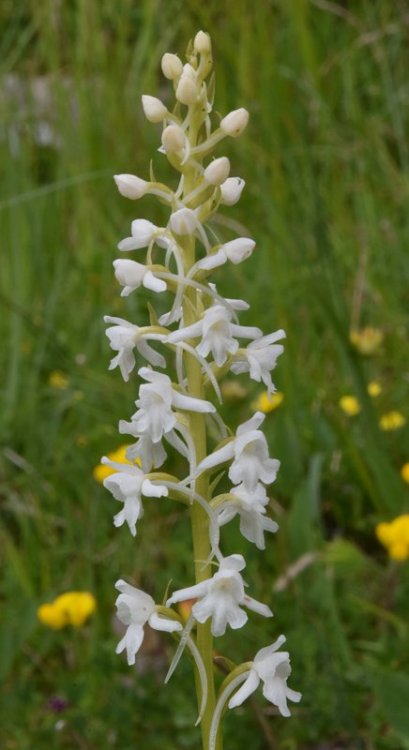 Gymnadenia conopsea var. albiflora (L.) R. Br. in W.T.Aiton 1813. 4.jpg