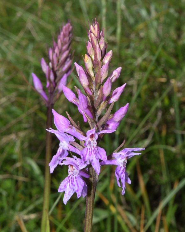 Dactylorhiza maculata subsp. fuchsii (Druce) Hyl. 1966. 1.jpg