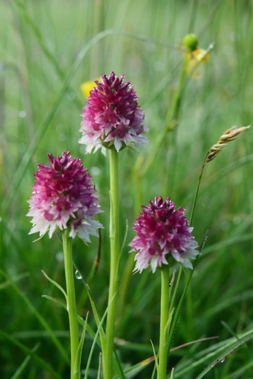 Nigritella rhellicani Tepner & E. Klein 1990. 6.jpg