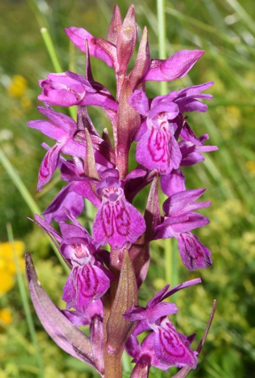 Dactylorhiza majalis subsp. majalis (Rchb.) P.F.Hunt & Summerh. 1965. 3.jpg