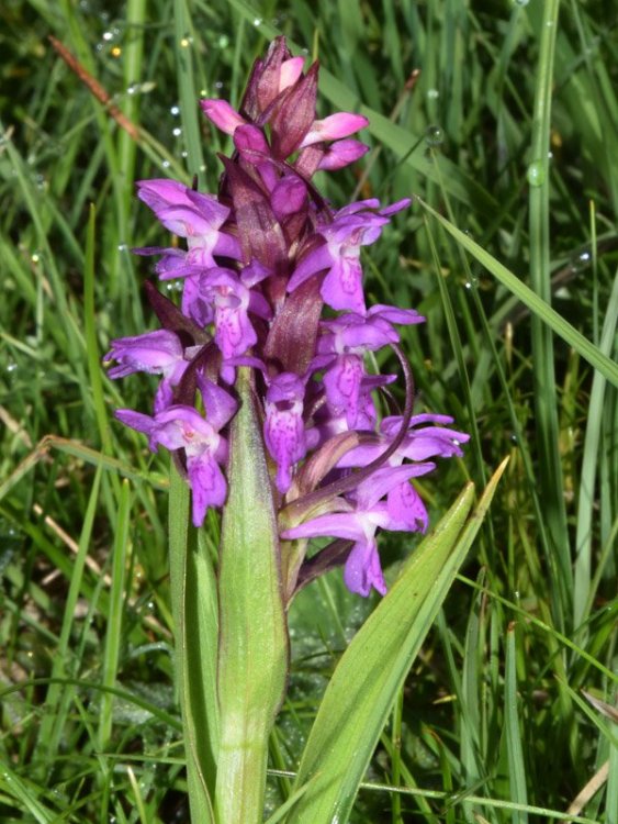 Dactylorhiza incarnata subsp. incarnata (L.) Soò. 1.jpg