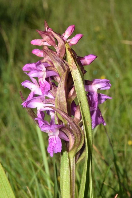 Dactylorhiza incarnata subsp. incarnata (L.) Soò. 6.jpg