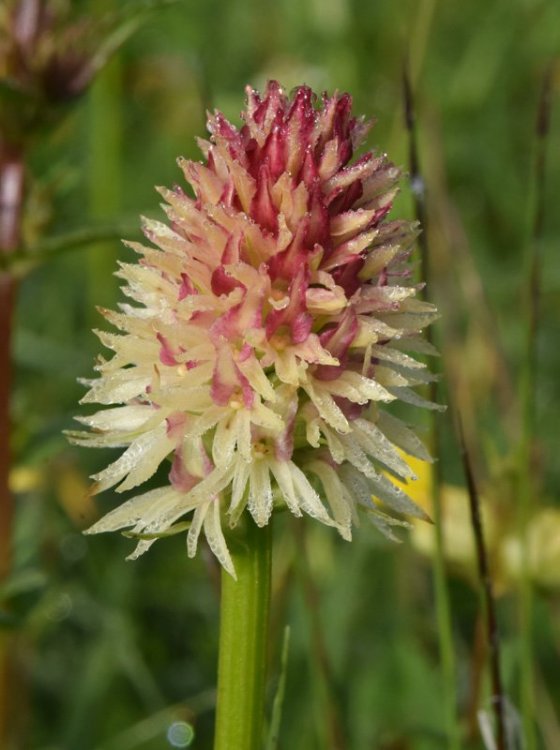 Nigritella rhellicani Tepner & E. Klein 1990. 10.jpg