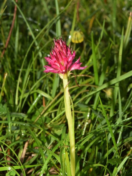 Nigritella rubra (Wettst.) K.Richt. 1.jpg