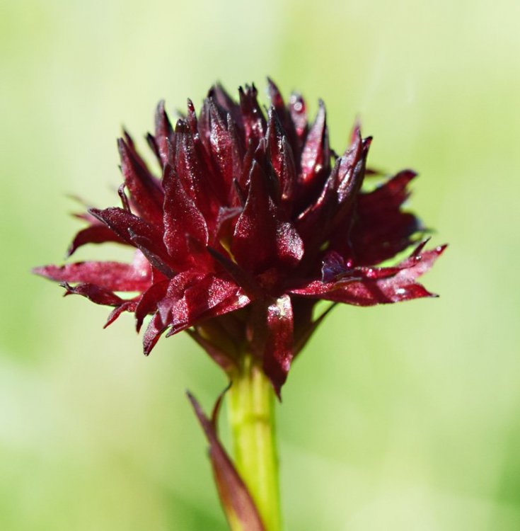 Nigritella nigra subsp. austriaca. 2.jpg