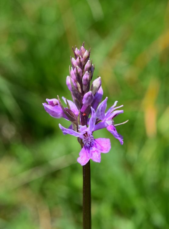 Dactylorhiza maculata subsp. fuchsii (Druce) Hyl. 1966. 3.jpg