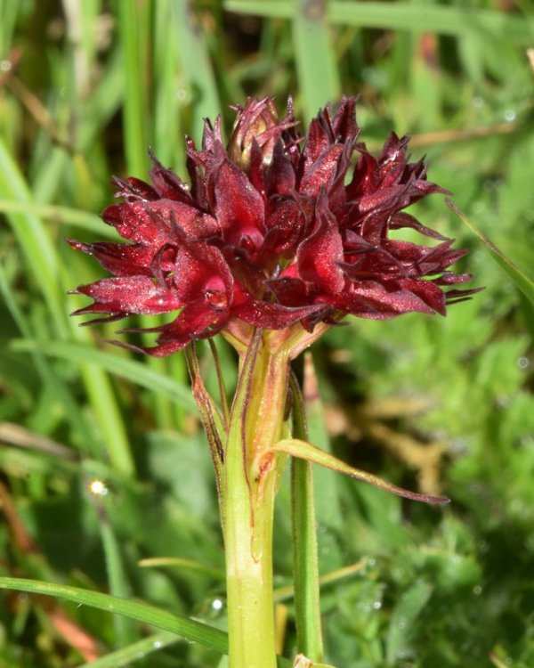 Nigritella nigra subsp. austriaca. 3.jpg