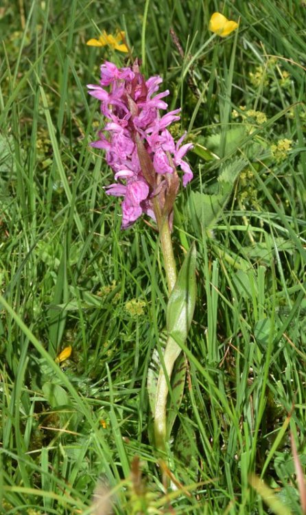 Dactylorhiza majalis subsp. majalis (Rchb.) P.F.Hunt & Summerh. 1965. 6.jpg