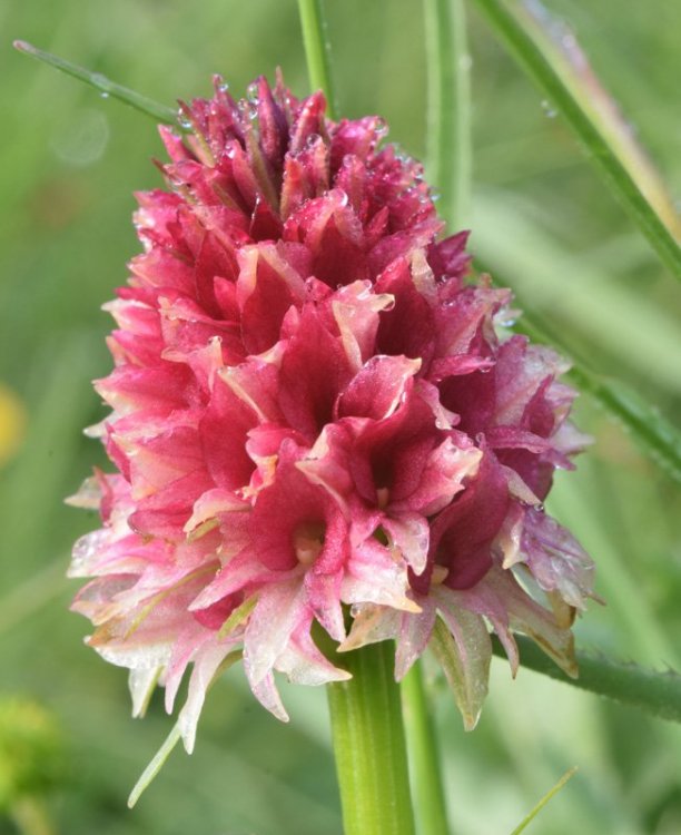 Nigritella rhellicani Tepner & E. Klein 1990. 11.jpg