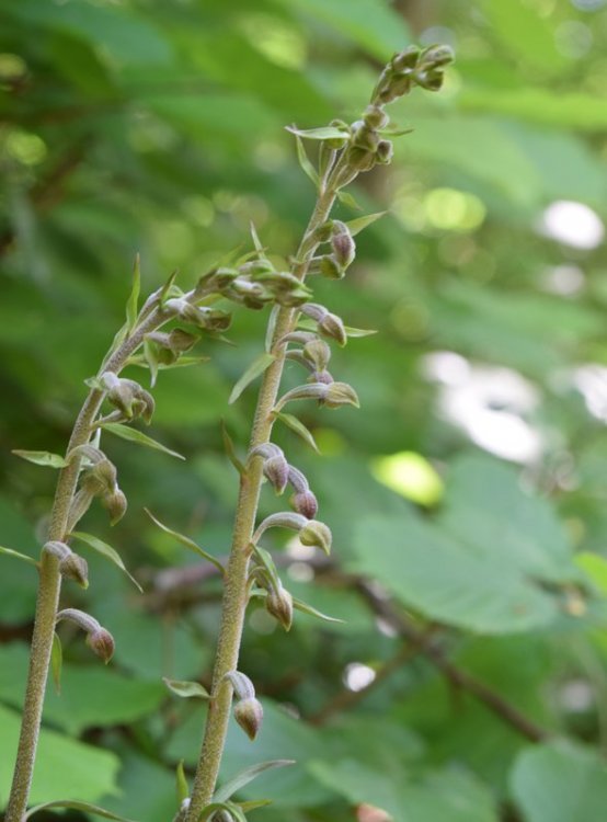 Epipactis microphylla (Ehrh.) Sw. 1800. 4.jpg