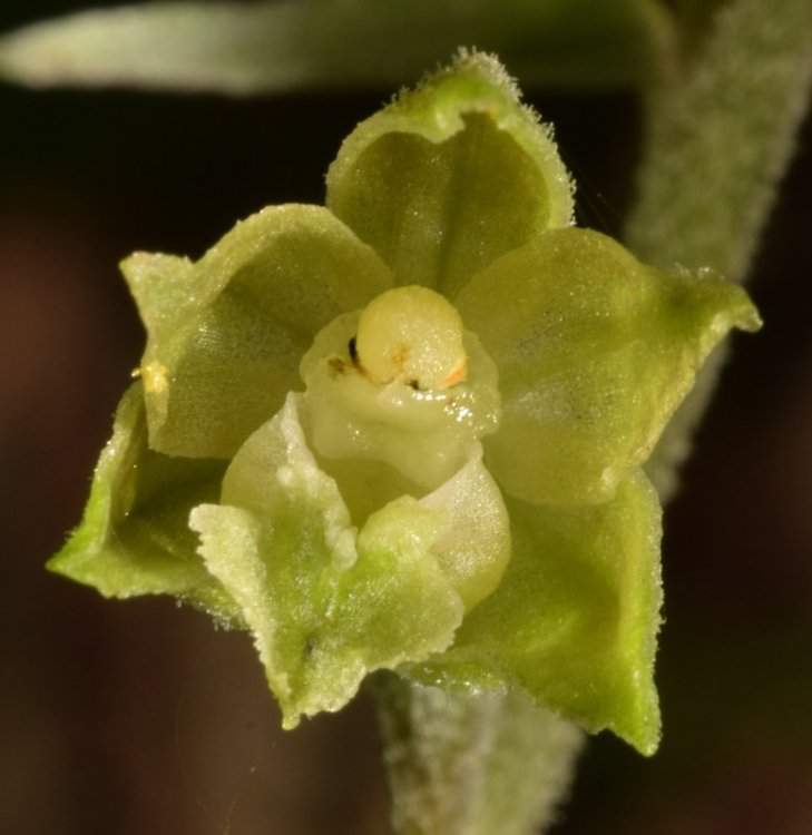 Epipactis microphylla (Ehrh.) Sw. 1800. 11.jpg