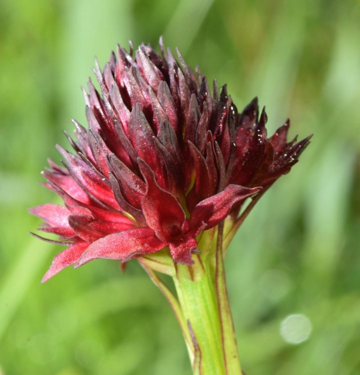 Nigritella nigra subsp. austriaca. 8.jpg