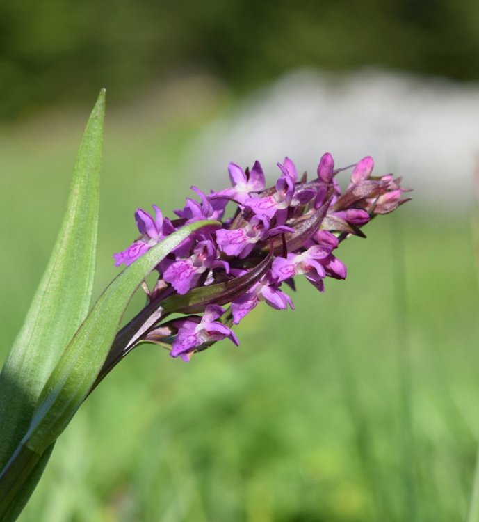 Dactylorhiza incarnata subsp. incarnata (L.) Soò. 3.jpg