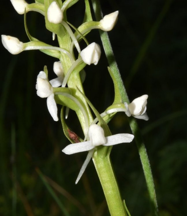 Gymnadenia conopsea var. albiflora (L.) R. Br. in W.T.Aiton 1813. 2.jpg