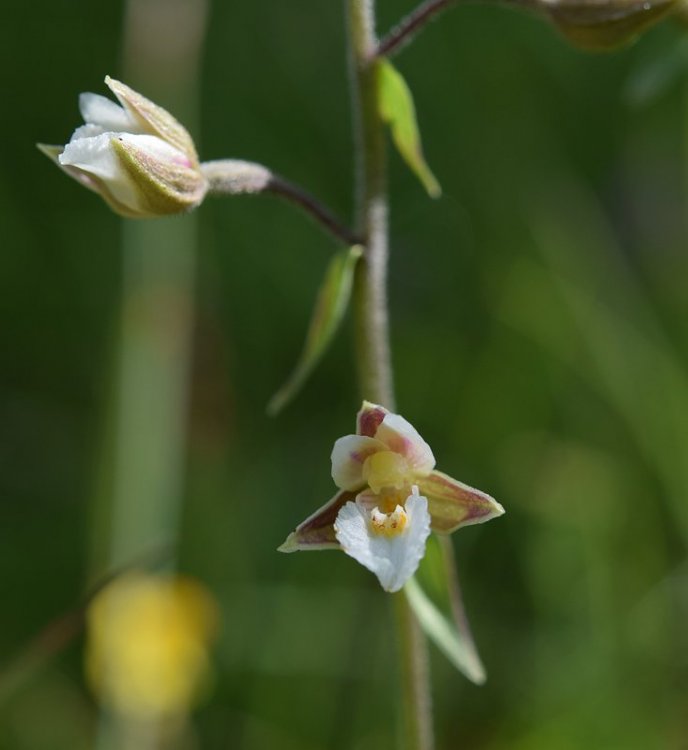 Epipactis palustris (L.) Crantz 1769. 2.jpg