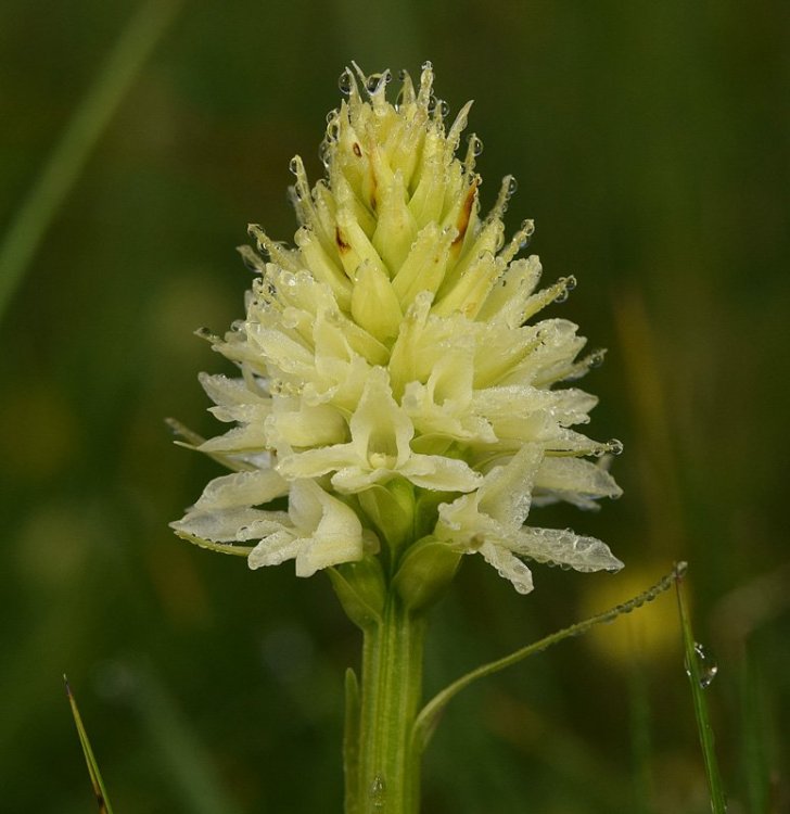 Nigritella rhellicani Tepner & E. Klein 1990. 13.jpg