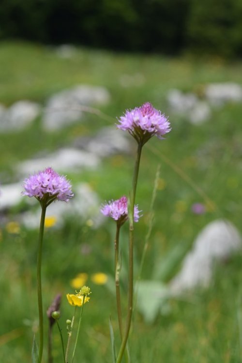 Traunsteinera globosa (L.) Richb. 1842. 2.jpg