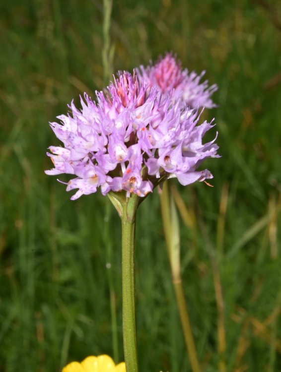 Traunsteinera globosa (L.) Richb. 1842. 4.jpg