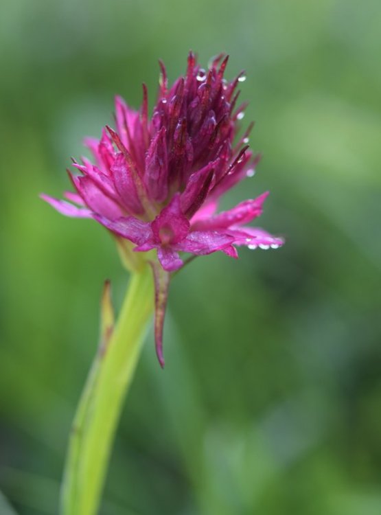 Nigritella rubra (Wettst.) K.Richt. 2.jpg