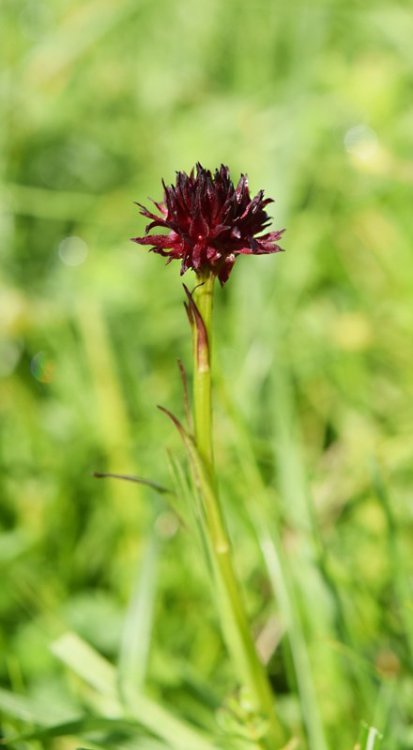 Nigritella nigra subsp. austriaca. 5.jpg