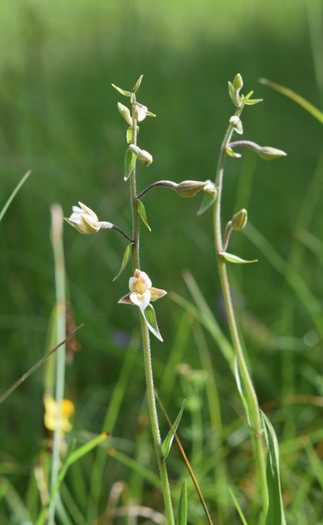 Epipactis palustris (L.) Crantz 1769. 1.jpg