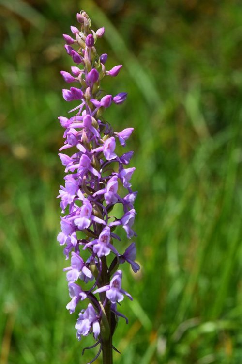 Gymnadenia conopsea (L.) R. Br. in W.T. Aiton. 3.jpg