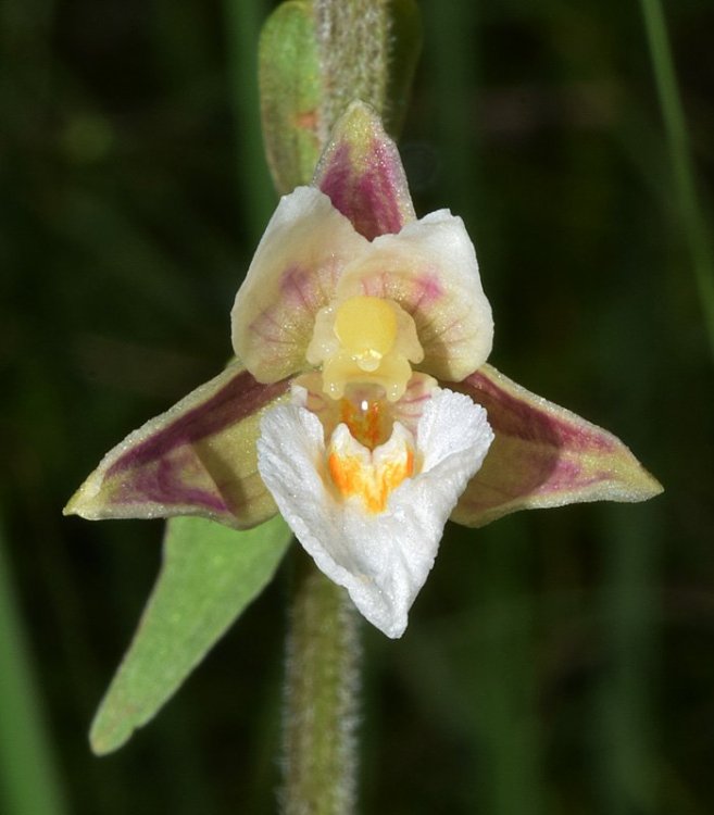 Epipactis palustris (L.) Crantz 1769. 7.jpg