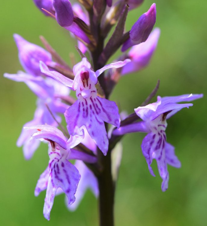 Dactylorhiza maculata subsp. fuchsii (Druce) Hyl. 1966. 2.jpg