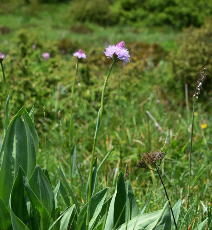 Traunsteinera globosa (L.) Richb. 1842. 3.jpg