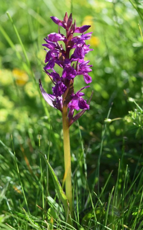 Dactylorhiza majalis subsp. majalis (Rchb.) P.F.Hunt & Summerh. 1965. 2.jpg