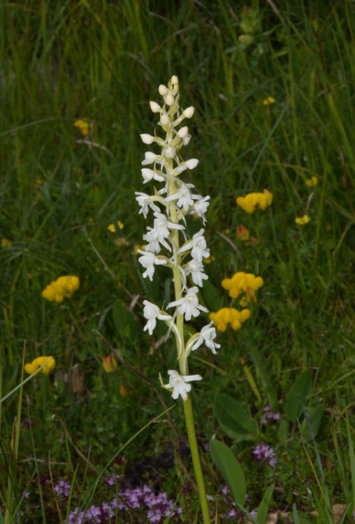 Gymnadenia conopsea var. albiflora (L.) R. Br. in W.T.Aiton 1813. 3.jpg