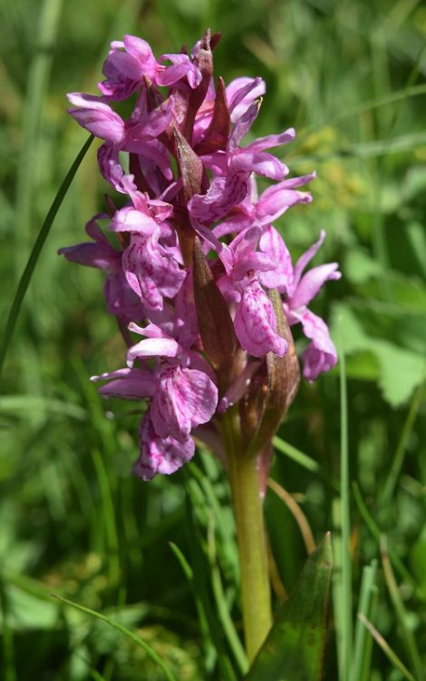 Dactylorhiza majalis subsp. majalis (Rchb.) P.F.Hunt & Summerh. 1965. 4.jpg