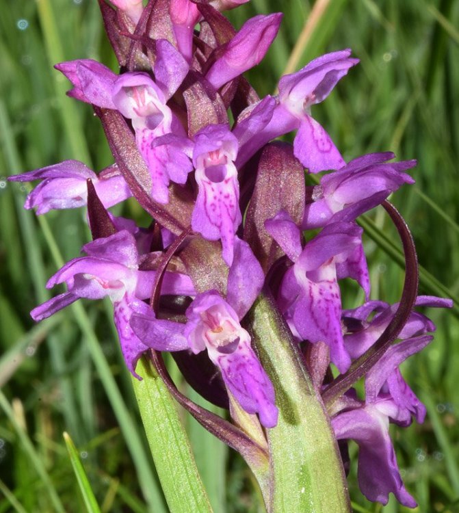 Dactylorhiza incarnata subsp. incarnata (L.) Soò. 2.jpg