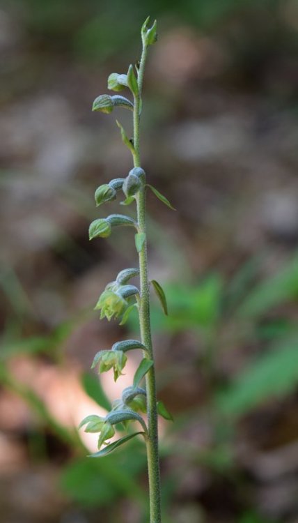 Epipactis microphylla (Ehrh.) Sw. 1800. 2.jpg