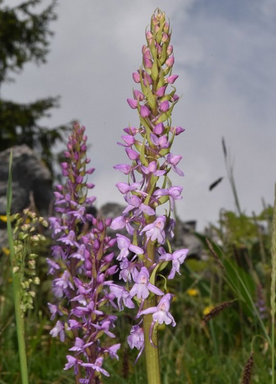 Gymnadenia conopsea (L.) R. Br. in W.T. Aiton. 1.jpg