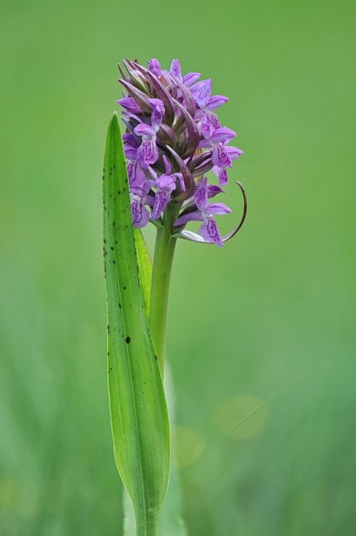 Dactylorhiza_incarnata-hyphaematodes6.jpg