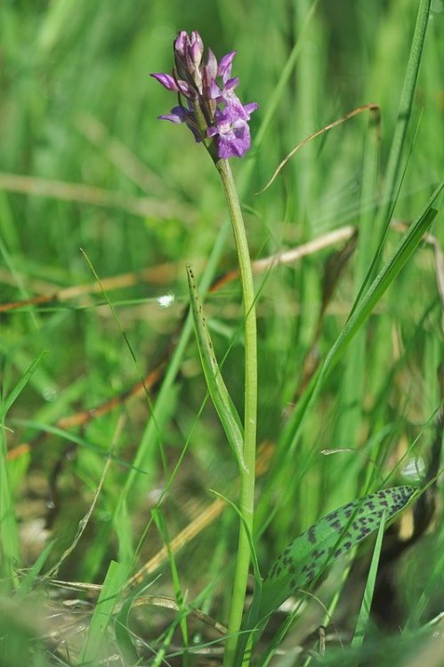 Dactylorhiza_lapponica.jpg