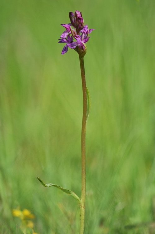 Dactylorhiza_lapponica3.jpg