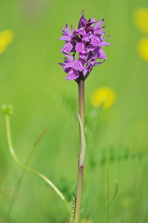 Dactylorhiza_lapponica4.jpg