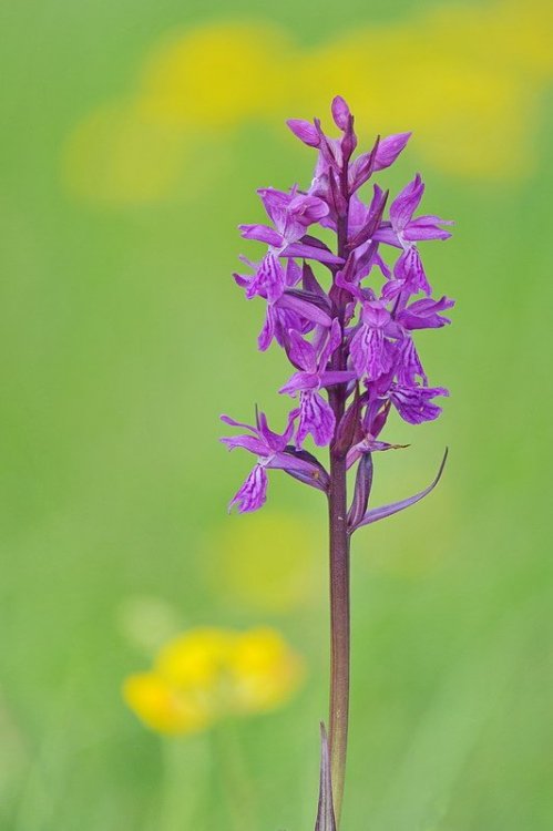 Dactylorhiza_majalis2.jpg